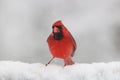 Male Cardinal on a Snowy Day Royalty Free Stock Photo