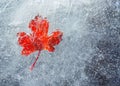 Bright autumn frozen leaf in ice Royalty Free Stock Photo