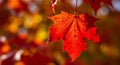 Bright red maple leaf (Acer spp.) in sharp focus hangs from a twig, with visible veins Royalty Free Stock Photo