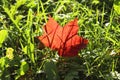 Bright red maple leaf against a background of bright green grass Royalty Free Stock Photo