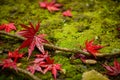 Bright red maple leaf close up On the ground there are small rocks and green moss. In the autumn forest in Japan Royalty Free Stock Photo