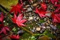 Bright red maple leaf close up On the ground there are small rocks and green moss. In the autumn forest in Japan Royalty Free Stock Photo