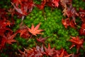 Bright red maple leaf close up On the ground there are small rocks and green moss. In the autumn forest in Japan Royalty Free Stock Photo