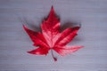 Bright red maple leaf on a gray background Royalty Free Stock Photo