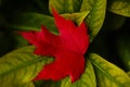 bright red maple leaf on green foliage - vivid autumn contrast Royalty Free Stock Photo