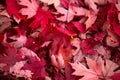 bright red maple leaf on green foliage - vivid autumn contrast Royalty Free Stock Photo