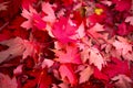 bright red maple leaf on green foliage - vivid autumn contrast Royalty Free Stock Photo