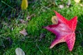 Bright red maple leaf on the green grass. Blur Royalty Free Stock Photo