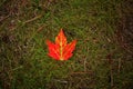 Bright red maple leaf on green grass Royalty Free Stock Photo