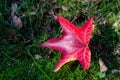 Bright red maple leaf on the green grass. Sunlight Royalty Free Stock Photo