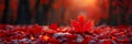 Bright red maple leaf illuminated by warm sunlight on a forest floor in autumn. Canada Day.