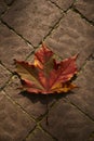 Bright red maple leaf resting on a brown stone path Royalty Free Stock Photo