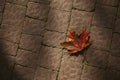 Bright red maple leaf resting on a brown stone path Royalty Free Stock Photo