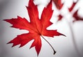 Bright red maple leaf on a white background Royalty Free Stock Photo