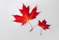 Bright red maple leaf on a white background Royalty Free Stock Photo