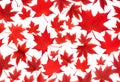 Bright red maple leaf on a white background Royalty Free Stock Photo