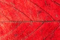 Bright red maple leave close-up. red leaf veined macro shot. background for design Royalty Free Stock Photo