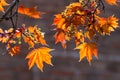 Bright red maple leaves on a brick wall background Royalty Free Stock Photo