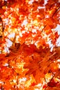 Bright red maple leaves in fall against sky on tree. Royalty Free Stock Photo