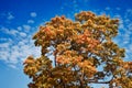 Bright red maple tree leaves in autumn against the blue sky. Royalty Free Stock Photo