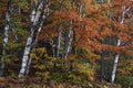 Red Maple trees between Silver birch trees in autumn time Royalty Free Stock Photo