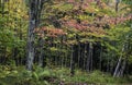 Bright red Maple trees between Silver birch trees Royalty Free Stock Photo