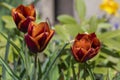 Bright red maroon orange bicolor tulipa gavota triumph cultivar in bloom, bouquet of springtime flowering beautiful plants Royalty Free Stock Photo