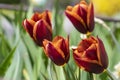 Bright red maroon orange bicolor tulipa gavota triumph cultivar in bloom, bouquet of springtime flowering beautiful plants Royalty Free Stock Photo
