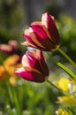 Bright red maroon orange bicolor tulipa gavota triumph cultivar in bloom, bouquet of springtime flowering beautiful plants Royalty Free Stock Photo