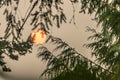 Bright red moon glowing behind dark green pine tree