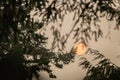 Bright red moon glowing behind dark green pine tree