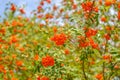 Bright red mountain ash berries on a branch in summer