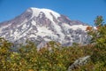 Bright red Mountain Ash berries with Mount Rainier in background Royalty Free Stock Photo