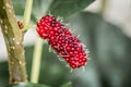 Bright red mulberry fruit Happy on the tree against the Royalty Free Stock Photo