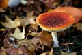 Bright red mushroom in a forrest Royalty Free Stock Photo