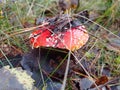 Bright red mushroom under autumn leaves, poisonous mushroom fly agaric, grass and leaves Royalty Free Stock Photo