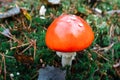 bright red mushroom with white spots in a glade with fallen leaves on green moss Royalty Free Stock Photo