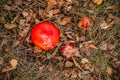 bright red mushrooms in the dry leaf Royalty Free Stock Photo