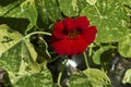 Bright red nasturtium flower in a summer Seattle garden Royalty Free Stock Photo