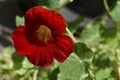 Bright red nasturtium flower in a summer Seattle garden Royalty Free Stock Photo