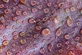 Bright red natural leaf texture with water drops. Maple leaf close-up Royalty Free Stock Photo