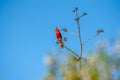 Bright Red Northern Cardinal perched on an Agave Branch in the Sonoran Desert Royalty Free Stock Photo