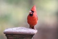 A bright red northern cardinal perching on a fence post