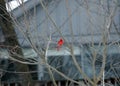 Bright red northern cardinal singing bird male colorful Royalty Free Stock Photo