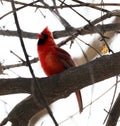 Bright red northern cardinal singing bird male colorful Royalty Free Stock Photo
