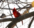 Bright red northern cardinal singing bird male colorful Royalty Free Stock Photo