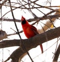 Bright red northern cardinal singing bird male colorful Royalty Free Stock Photo