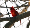 Bright red northern cardinal singing bird male colorful Royalty Free Stock Photo