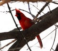 Bright red northern cardinal singing bird male colorful Royalty Free Stock Photo