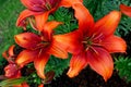 Bright red orange Asiatic lilies close up. Natural background with green grass.